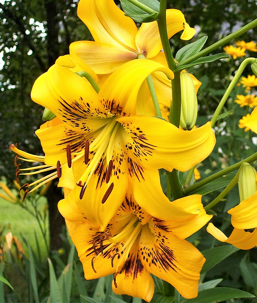 Bulbi Crini Galbeni Yellow Bruse