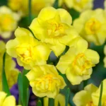 Bulbi Narcise 1 bucata -  Yellow Cherfulnnes