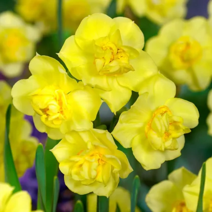 Bulbi Narcise 1 bucata -  Yellow Cherfulnnes