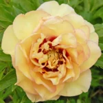 Rizomi de Bujori 1 bucata Callies Memory