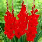 Bulbi Gladiole 1 bucata Fortuna Red