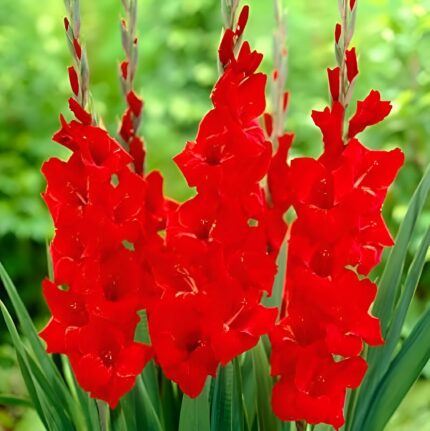 Bulbi Gladiole 1 bucata Fortuna Red