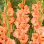 Bulbi Gladiole 1 bucata Georgia Peach
