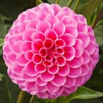 Bulbi Dalii (Gheorghine) 1 bucata Jan V. Schaffelaar