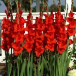 Bulbi Gladiole 1 bucata Joska
