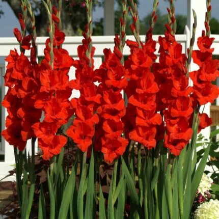 Bulbi Gladiole 1 bucata Joska