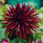 Bulbi Dalii (Gheorghine) 1 bucata Nuit D'ete