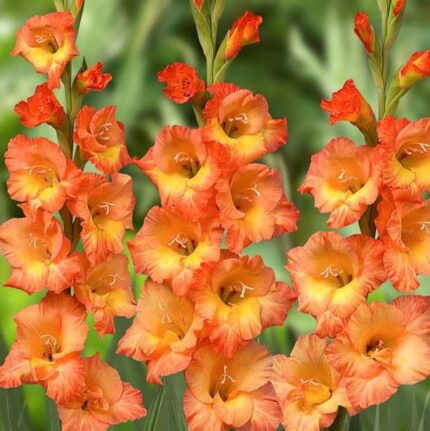 Bulbi Gladiole 1 bucata Prince of Orange