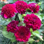 Bulbi Dalii (Gheorghine) 1 bucata Purple Bouquet