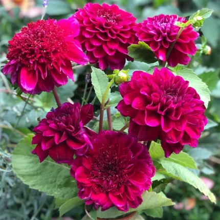 Bulbi Dalii (Gheorghine) 1 bucata Purple Bouquet