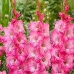 Bulbi Gladiole 1 bucata Violet King