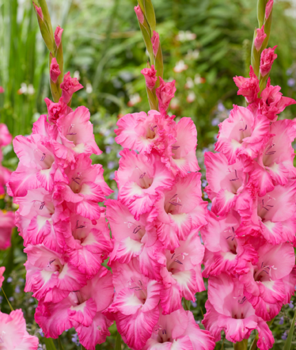 Bulbi Gladiole 1 bucata Violet King
