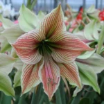 Bulbi Amarillis 1 Bucata Exotic Star