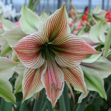 Bulbi Amarillis 1 Bucata Exotic Star
