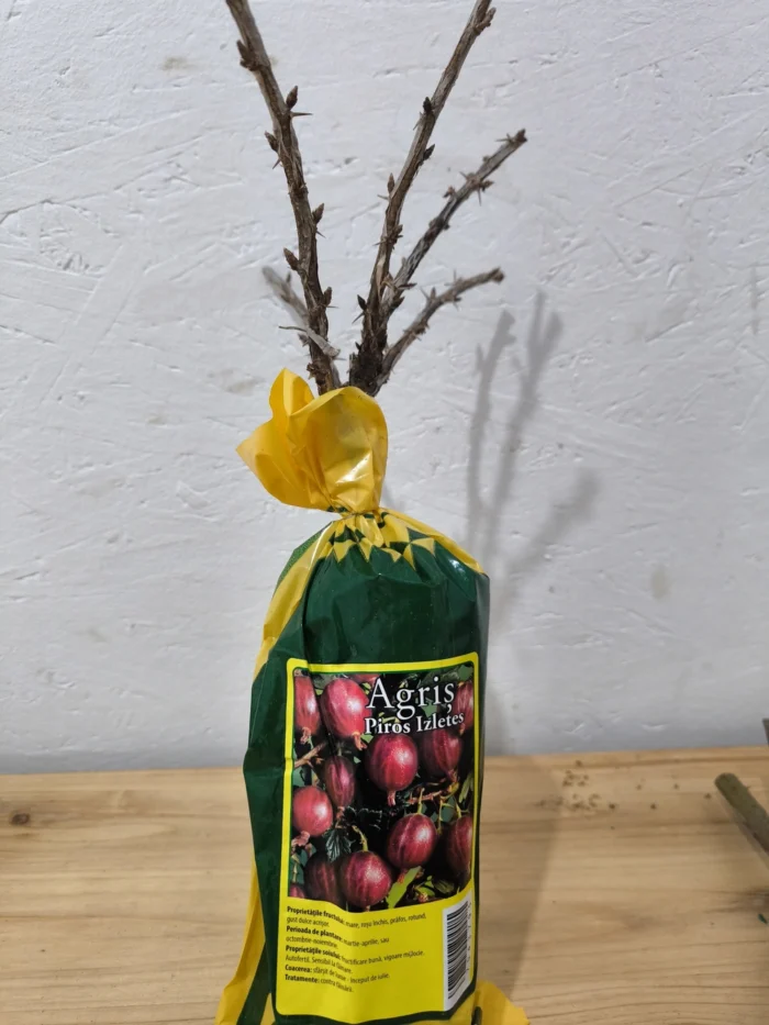 Agriș