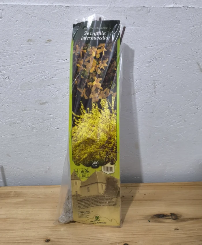 Forsythia intermedia - Arbust Ornamental - imagine 2