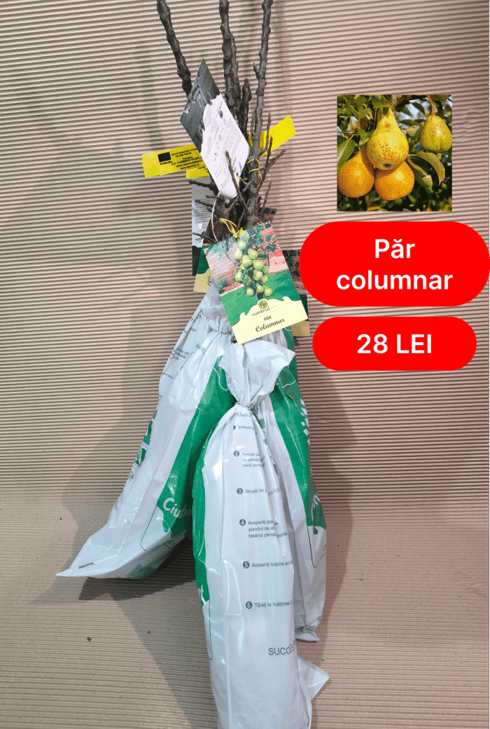 Pom Fructifer Columnar (măr/păr/prun) - imagine 3