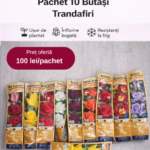 Pachet Promoțional 10 Butași Trandafiri Drepți