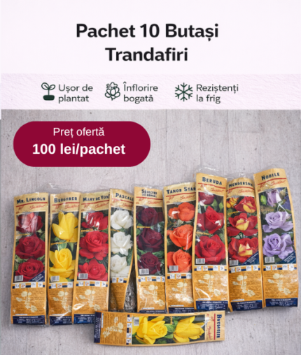 Pachet Promoțional 10 Butași Trandafiri Drepți