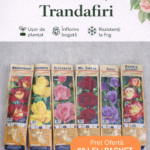 Pachet Promoțional 6 Butași Trandafiri Drepti