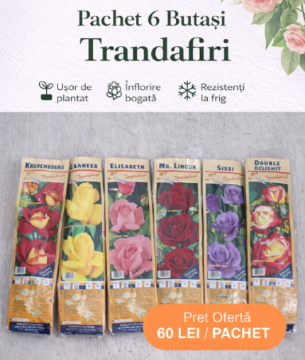 Pachet Promoțional 6 Butași Trandafiri Drepti