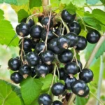 Coacăz negru Fertodi