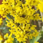 Forsythia intermedia - Arbust Ornamental