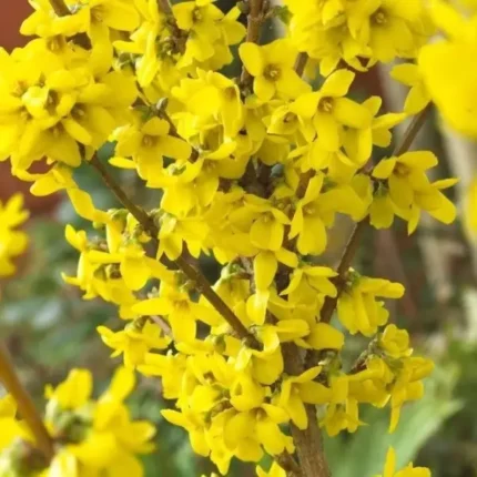 Forsythia intermedia - Arbust Ornamental