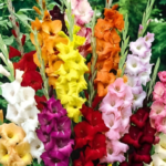 Bulbi de gladiole mixt 1 bucata