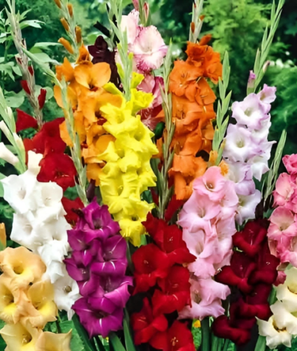 Bulbi de gladiole mixt 1 bucata