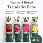 Pachet Promotional 4 butasi trandafiri Baby