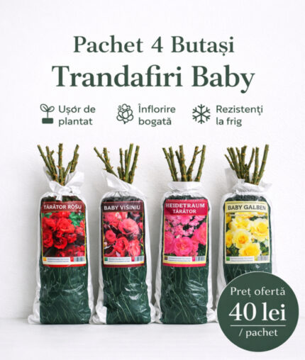 Pachet Promotional 4 butasi trandafiri Baby