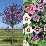 Pomi Ornamentali (Hybiscus/Cireș Japonez)