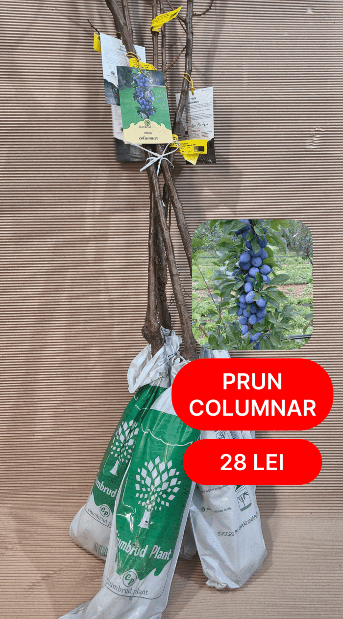 Pom Fructifer Columnar (măr/păr/prun) - imagine 4