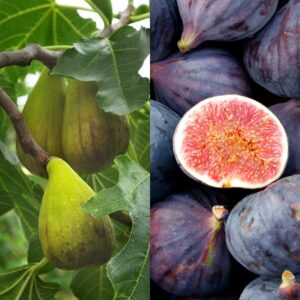 Smochin pe Trunchi ( Verde sau Negru )
