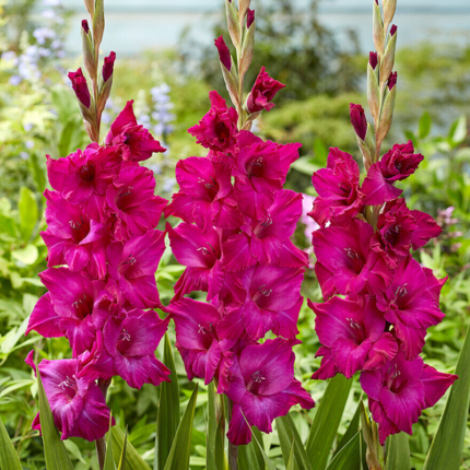 Bulbi Gladiole 1 bucata Yvonne