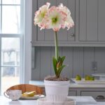 Bulbi Amarilis 1 Bucata Amadeus Candy