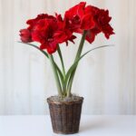 Bulbi Amarilis 1 Bucata Red Toro