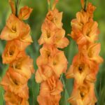 Bulbi Gladiole 1 bucata Avicii