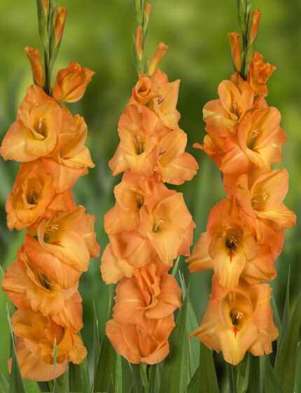 Bulbi Gladiole 1 bucata Avicii