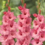 Bulbi Gladiole 1 bucata Fortarosa