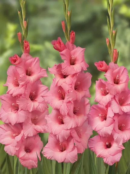 Bulbi Gladiole 1 bucata Fortarosa