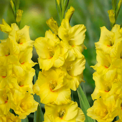 Bulbi Gladiole 1 bucata Mantovani