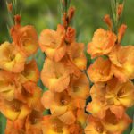 Bulbi Gladiole 1 bucata Cornelii