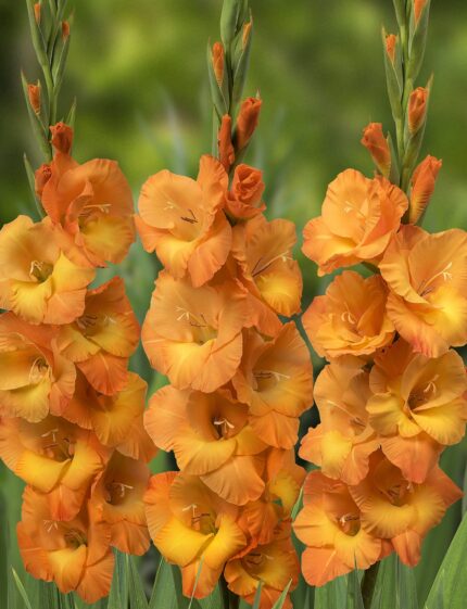 Bulbi Gladiole 1 bucata Cornelii