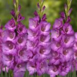 Bulbi Gladiole 1 bucata Lenon