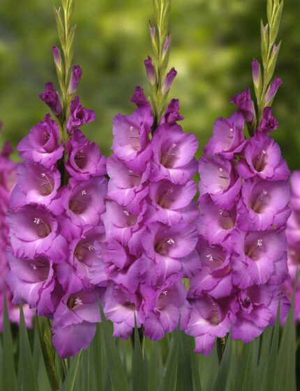 Bulbi Gladiole 1 bucata Lenon