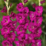Bulbi Gladiole 1 bucata Mahler