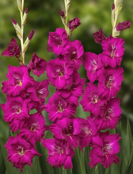 Bulbi Gladiole 1 bucata Mahler