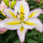 Bulbi de Crini Gigant 1 bucata Primrose Hill (Parfumat)